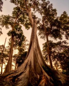 Tree Woody Plant Plant Forest photo