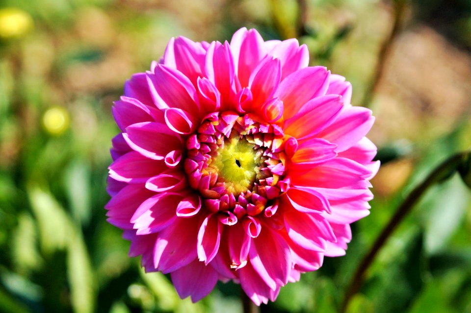 Flower Pink Flowering Plant Plant