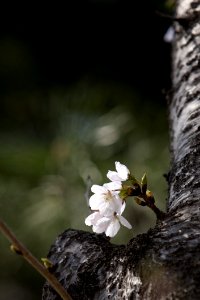 Flower Flora Blossom Branch