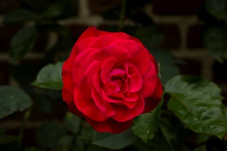 Rose Flower Rose Family Red