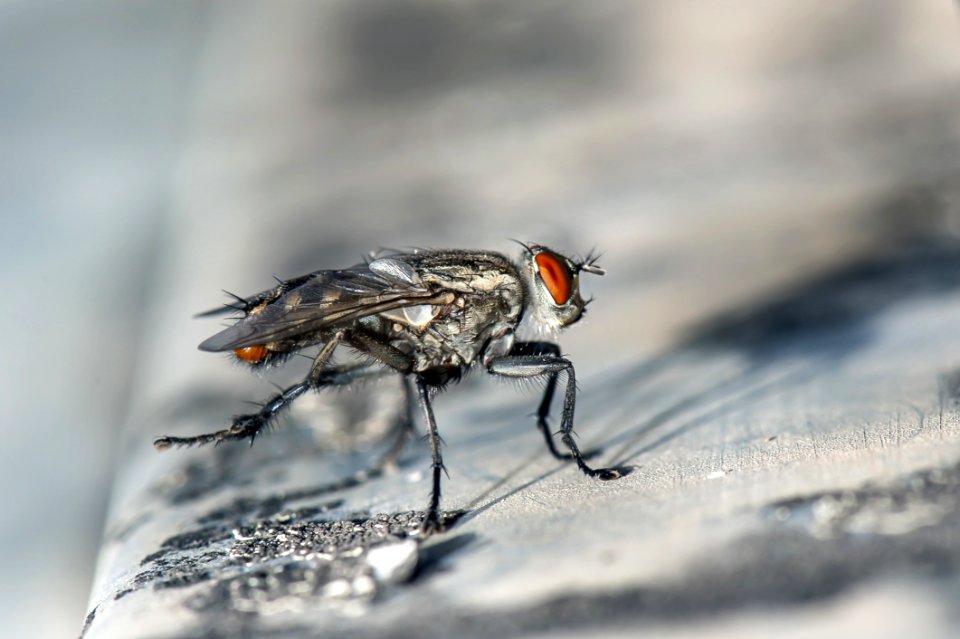 Insect Fly Fauna Pest