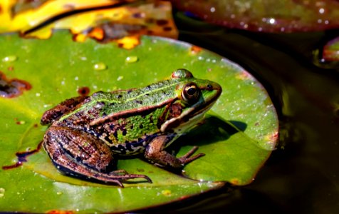 Ranidae Amphibian Frog Bullfrog
