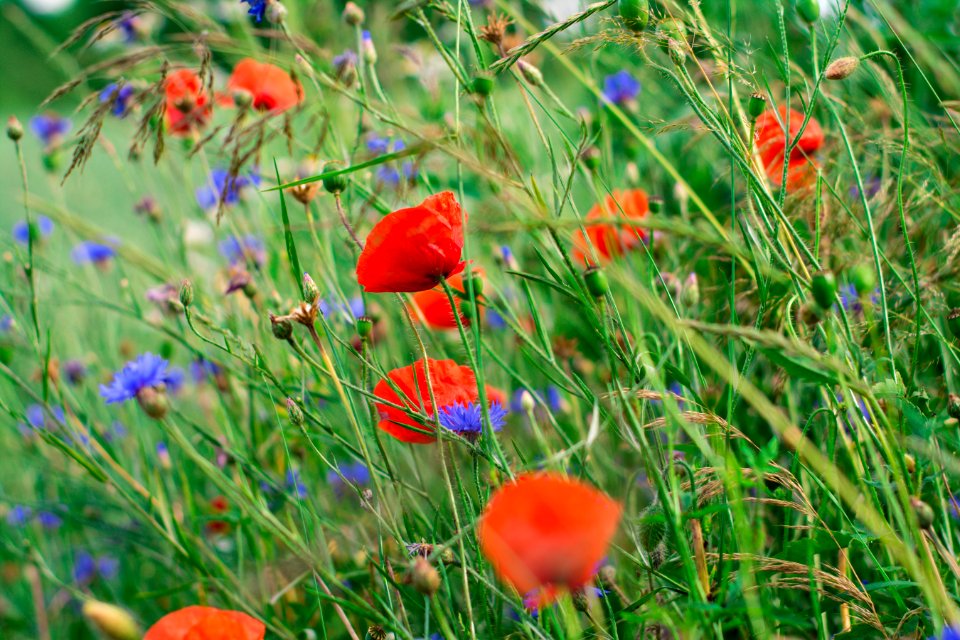 Flower Wildflower Vegetation Meadow