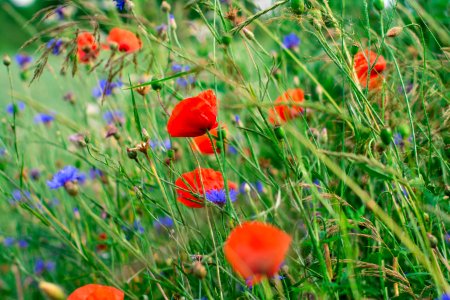 Flower Wildflower Vegetation Meadow