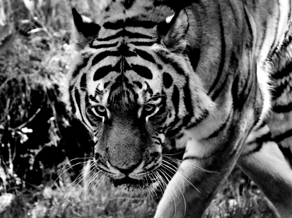Wildlife Tiger Black And White Mammal