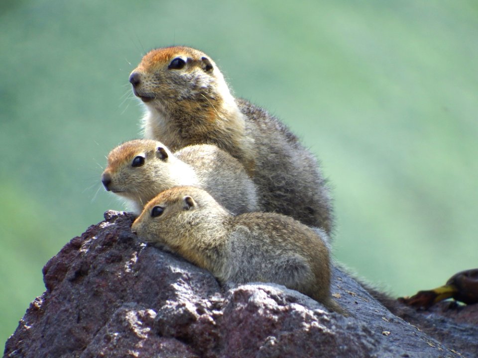 Mammal Fauna Prairie Dog Terrestrial Animal