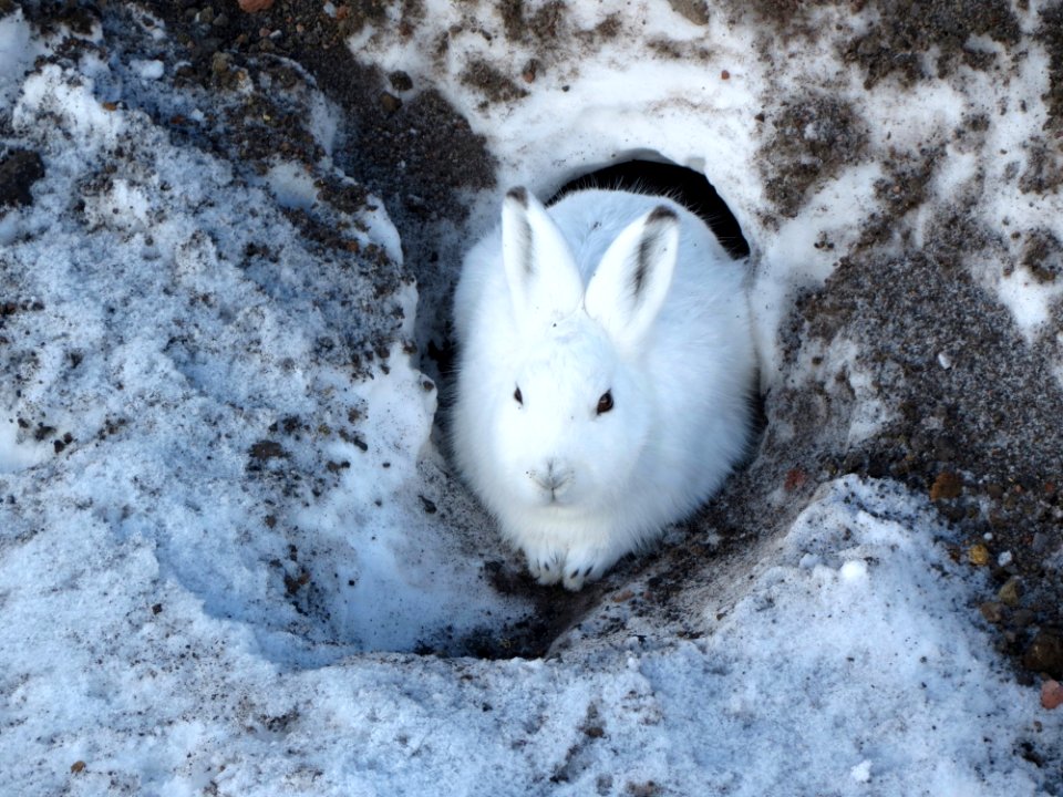 Snow Fauna Rabits And Hares Hare