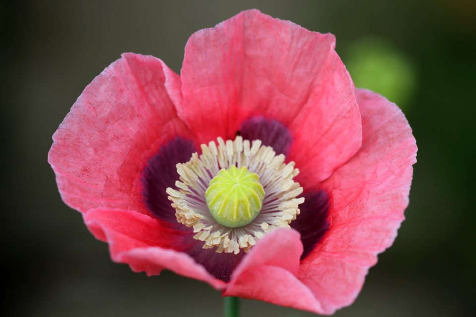 Flower Pink Wildflower Flowering Plant