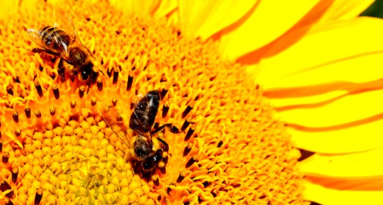 Honey Bee Bee Yellow Pollen photo