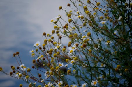 Flora Sky Branch Flower photo