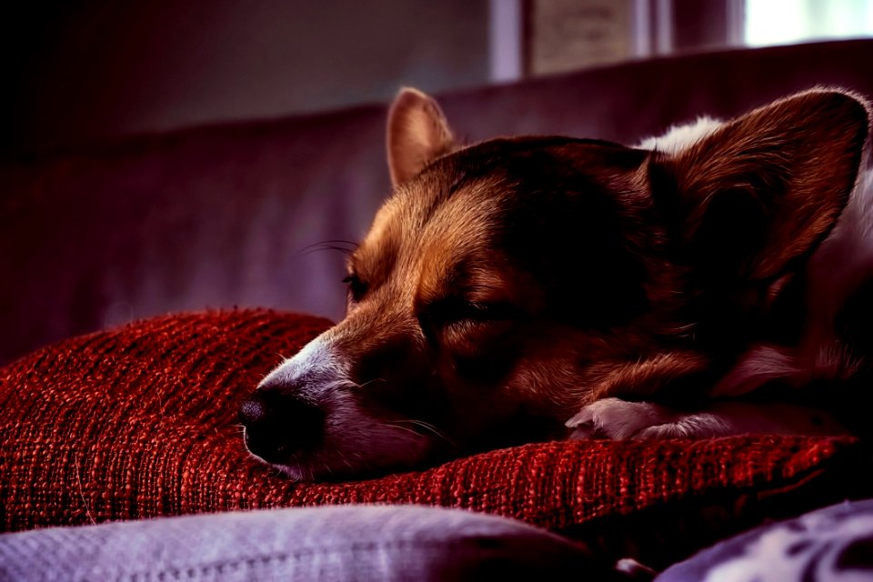 Dog Dog Breed Dog Like Mammal Puppy
