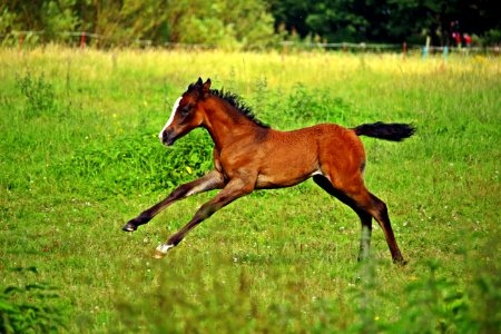 Horse Pasture Ecosystem Grassland photo