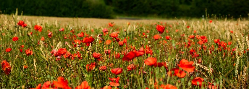 Flower Ecosystem Field Wildflower