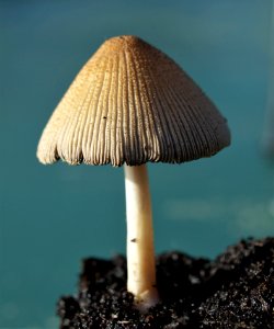 Mushroom Agaricaceae Edible Mushroom Fungus photo
