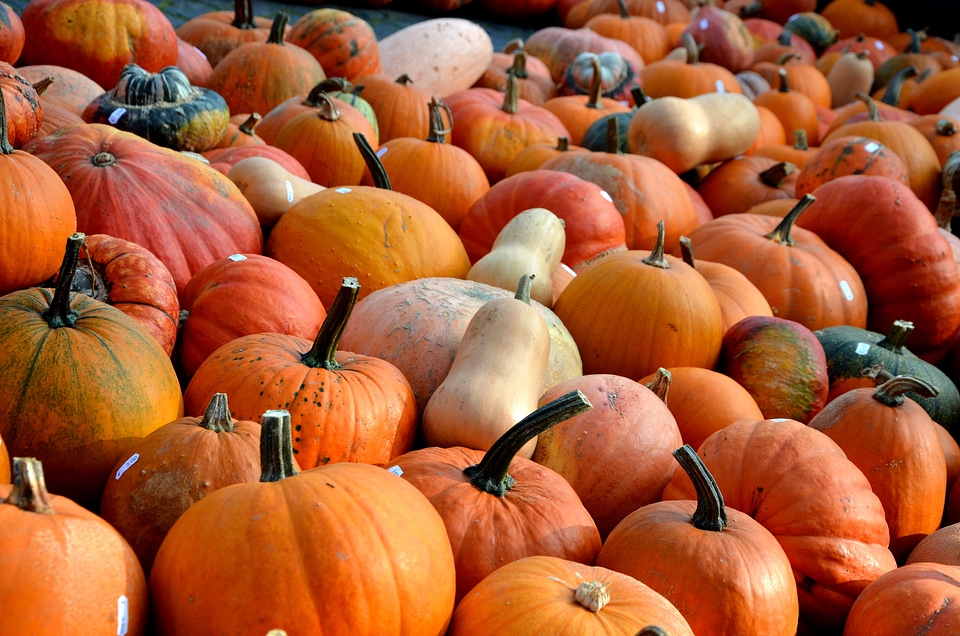 Vegetables color seasonal