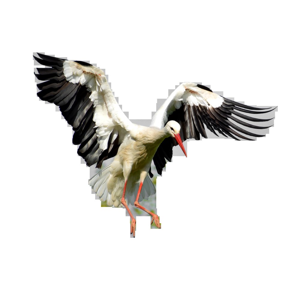Bird Wing Feather Beak