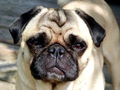 Pug Dog Dog Like Mammal Dog Breed