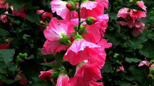 Flower Pink Plant Flora