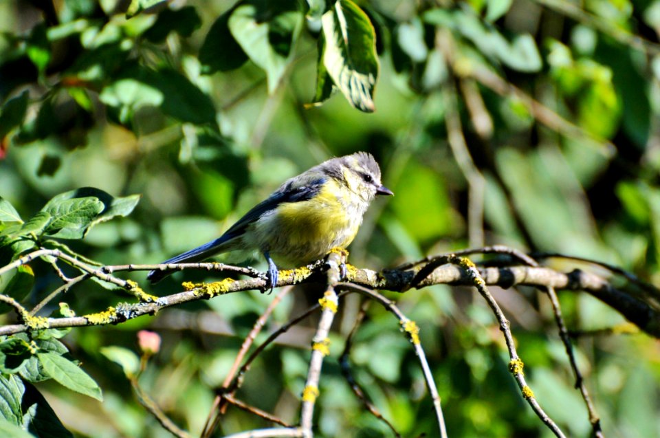 Bird Fauna Beak Wildlife