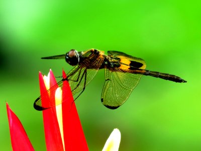 Insect Invertebrate Dragonfly Macro Photography photo