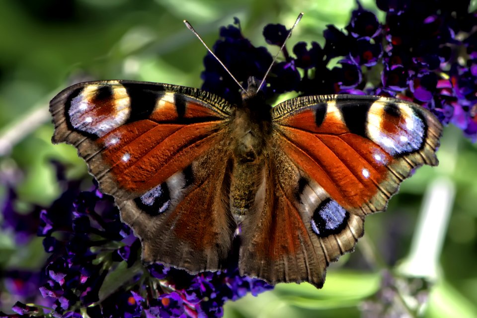 Butterfly Moths And Butterflies Insect Brush Footed Butterfly