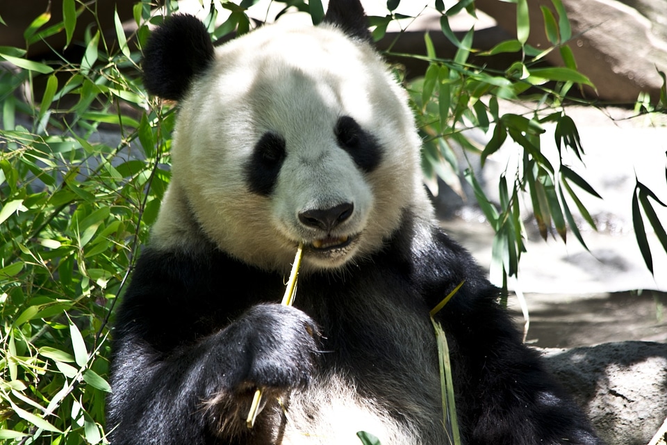 Animal wildlife wild