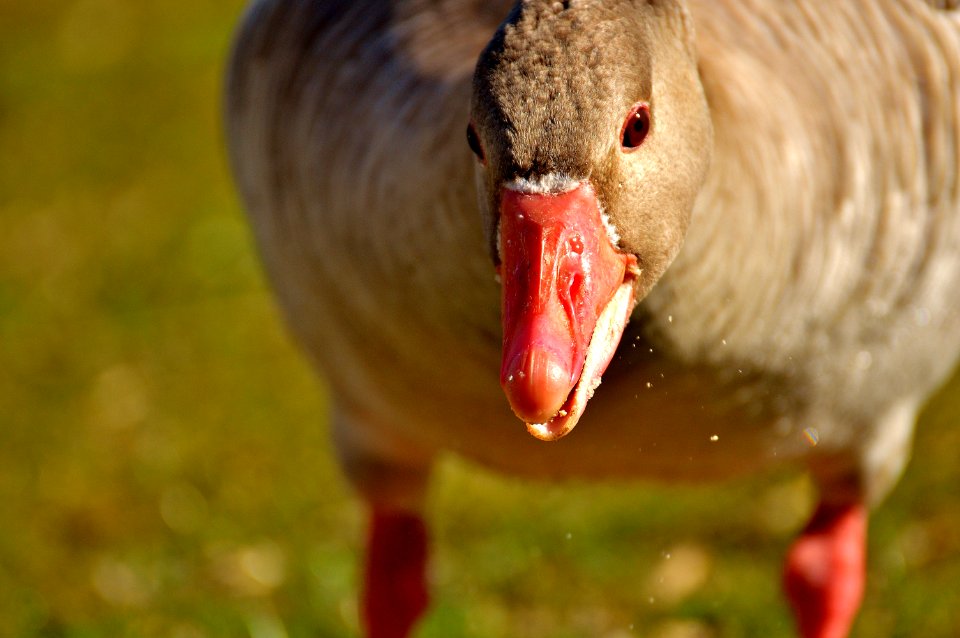 Beak Fauna Bird Water Bird