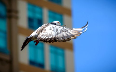 Bird Beak Fauna Sky photo