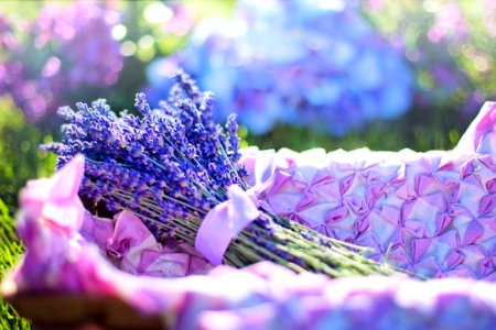 Blue Flower Purple Lilac