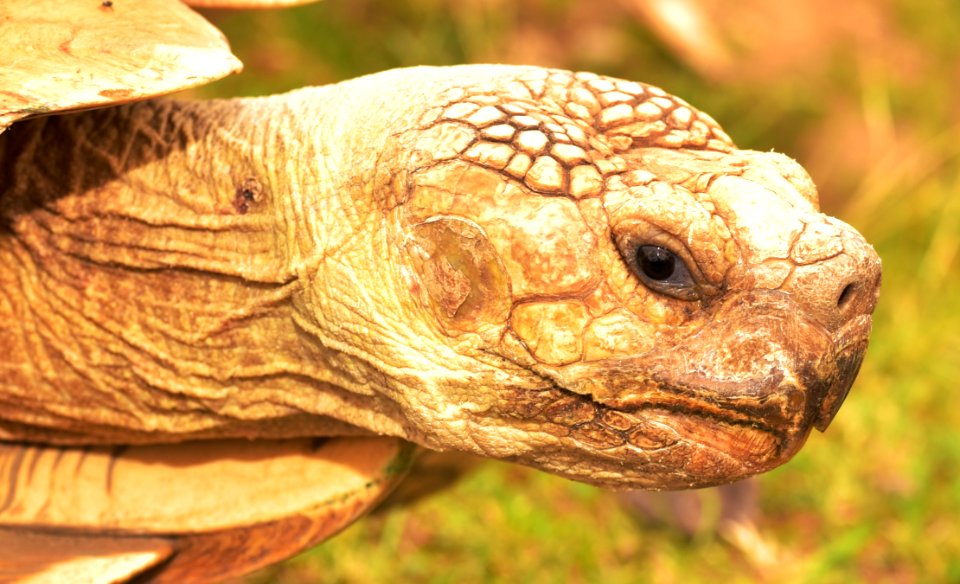 Tortoise Turtle Reptile Terrestrial Animal