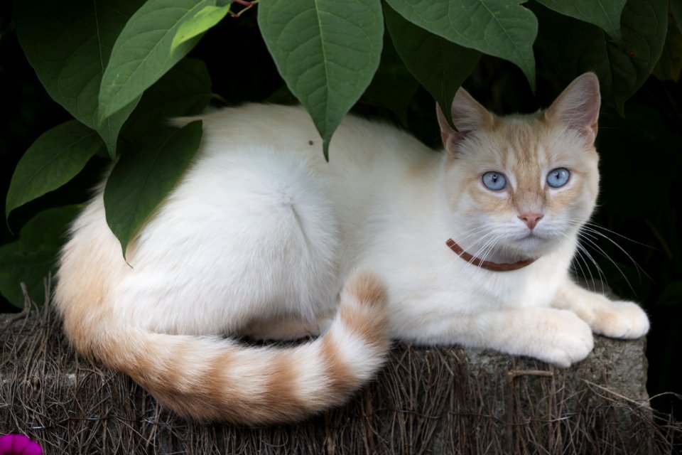 Cat Small To Medium Sized Cats Cat Like Mammal Whiskers