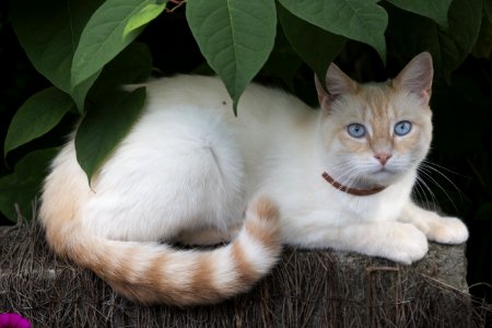 Cat Small To Medium Sized Cats Cat Like Mammal Whiskers photo