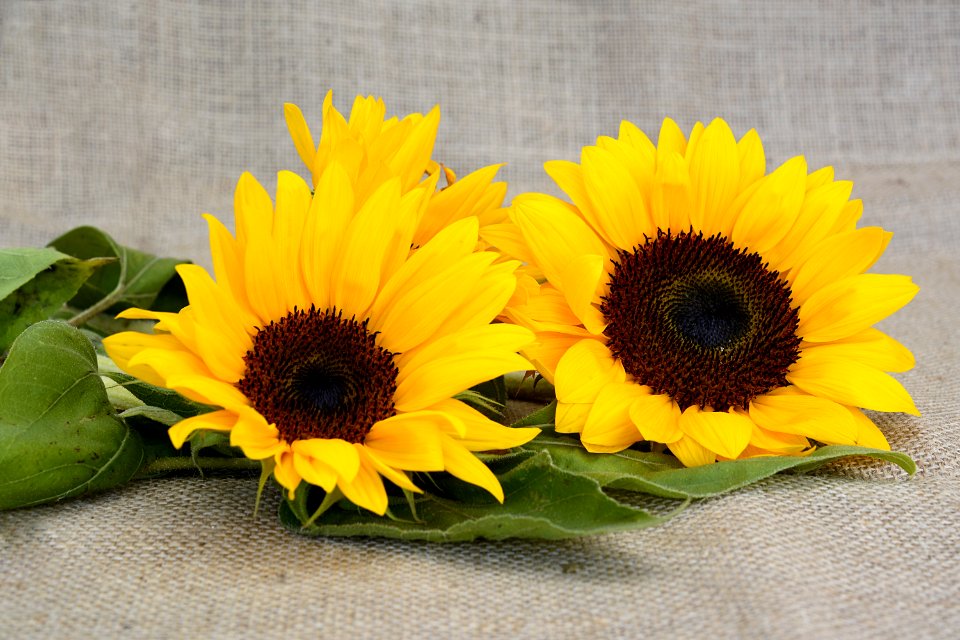 Flower Sunflower Yellow Sunflower Seed