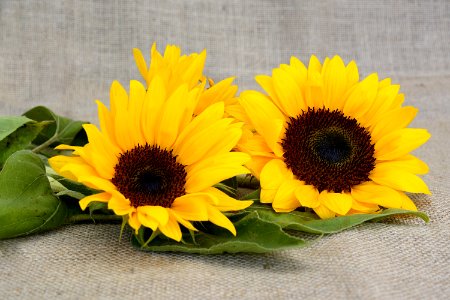Flower Sunflower Yellow Sunflower Seed