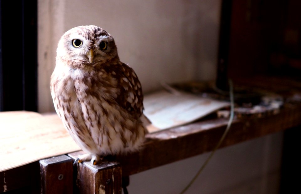 Owl Bird Bird Of Prey Beak