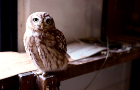 Owl Bird Bird Of Prey Beak