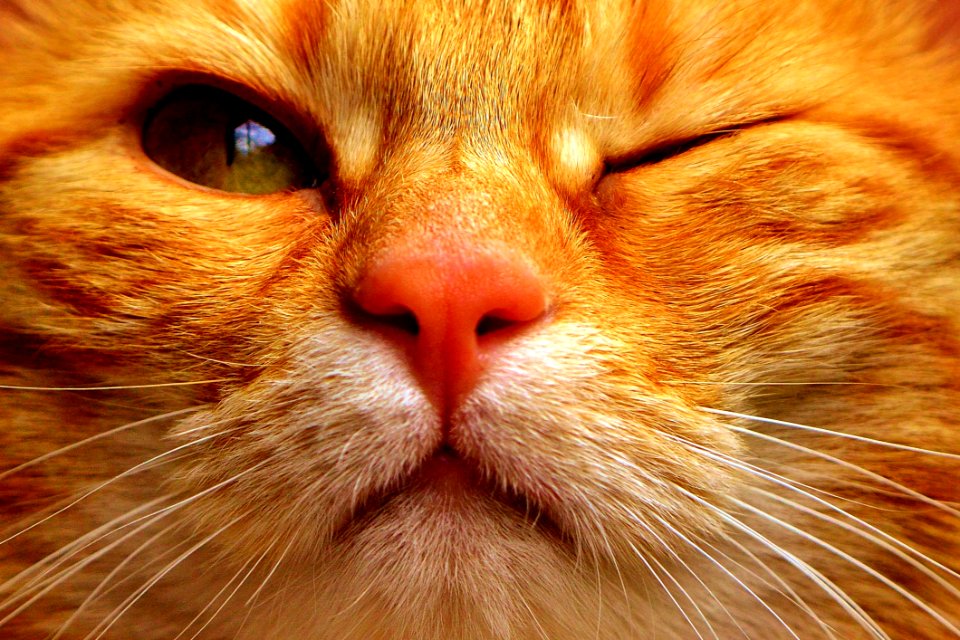 Cat Whiskers Face Nose