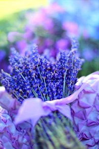 Blue Flower Purple Violet photo