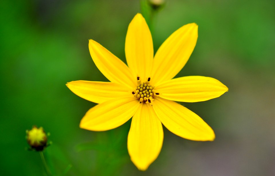 Flower Yellow Flora Wildflower