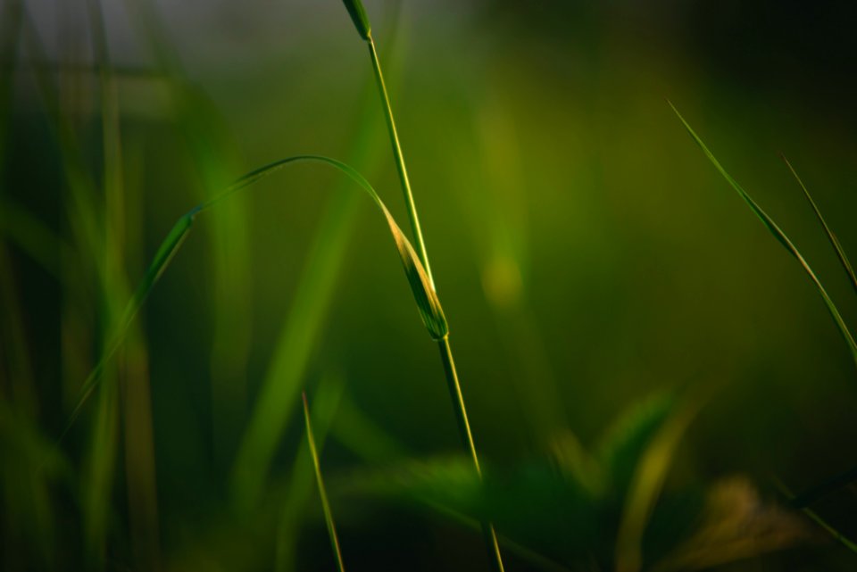 Green Vegetation Grass Water
