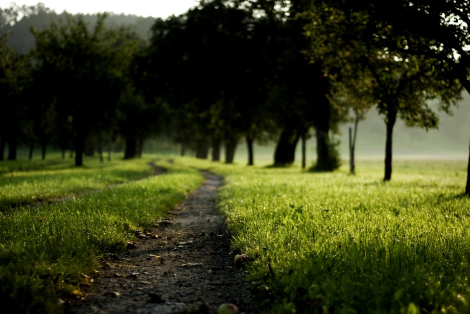 Nature Path Green Field