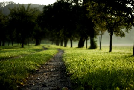 Nature Path Green Field