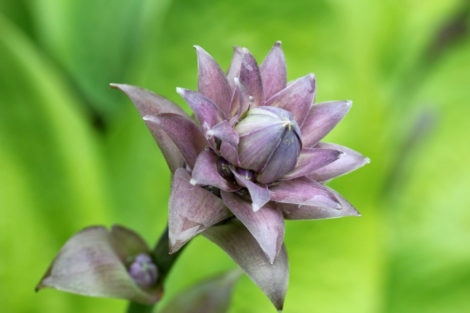 Flower Plant Flora Purple