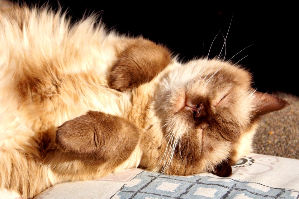 Cat Whiskers Fur Mammal