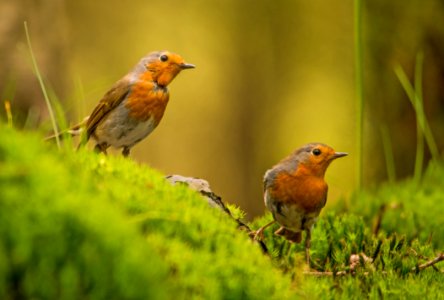 Bird European Robin Fauna Beak photo