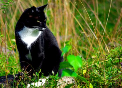 Cat Fauna Whiskers Grass photo