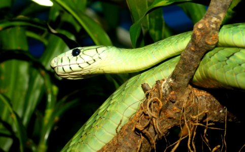 Reptile Snake Scaled Reptile Serpent
