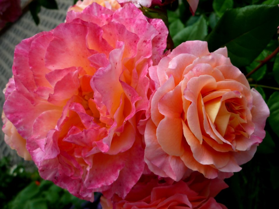 Rose Flower Rose Family Pink
