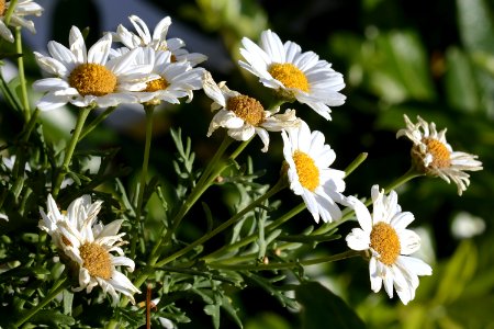 Flower Oxeye Daisy Aster Plant photo