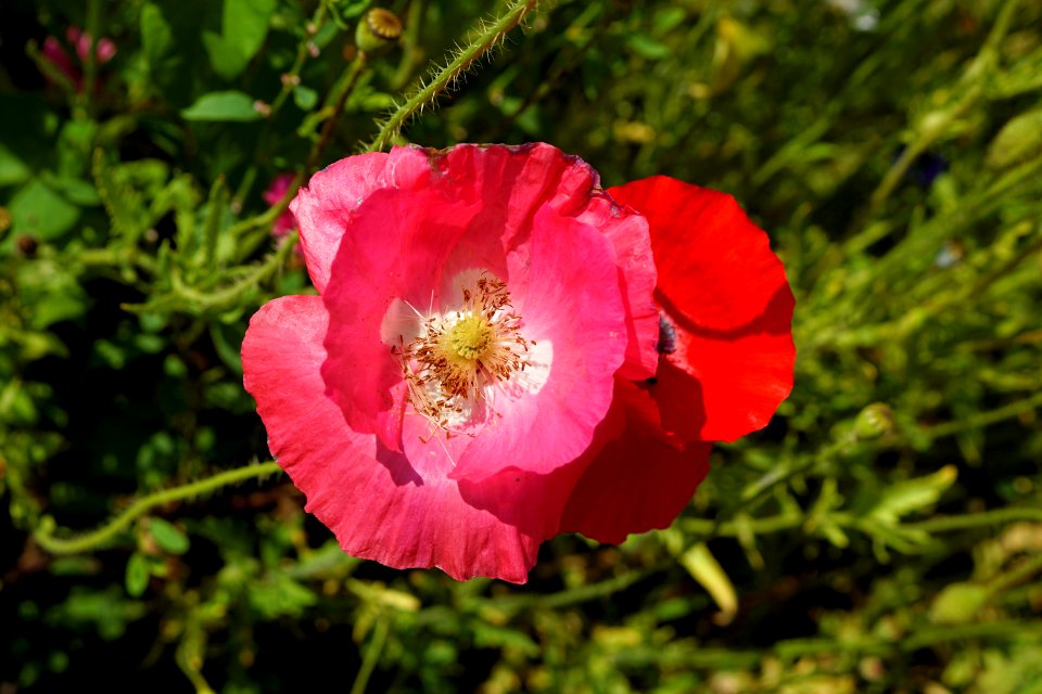 Flower Wildflower Pink Flowering Plant